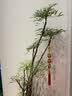 爱优尚造型鸭脚木客厅大盆栽室内鸭掌木八方来财落地大型植物源头直发 实拍图