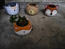 仟尚亿多肉花盆陶瓷个性简约室内植物创意粗陶花盆栽花盆透气大口径组合 MH森林动物4个 中等 实拍图