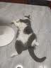 喔喔（WOWO）猫粮 猫主食冻干三鲜全价猫粮无谷猫粮成猫粮幼猫粮通用冻干猫粮 经典海苔味 6KG 实拍图
