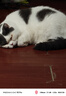 陪伴岁月猫罐头375g猫罐头猫咪湿粮营养宠物零食大容量 牛肉375g*2罐 实拍图