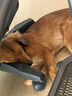 普安特宠物狗狗驱虫药犬体内外同驱跳蚤犬虱非泼罗尼爱滴克+内驱 实拍图