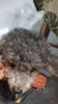 麦富迪狗狗零食 奢华营养鸡肉干1200g成幼犬磨牙训练奖励解馋宠物零食 实拍图