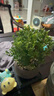 开时果 小叶赤楠盆景摆件 办公室桌面绿植花卉好养盆栽植物源头直发包邮 【热销款】舍得紫砂盆+黑石+底座 实拍图
