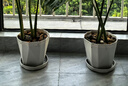 寿禾 花盆大号带托盘树脂塑料绿植种植盆 木里盆大号-浅灰 实拍图