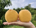 三萌果蔬正宗蒙阴黄桃 山东当季新鲜黄毛桃现摘桃子水果送礼 10斤老树果【家庭分享】净重9斤 实拍图