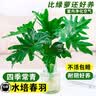 年宵花富贵竹龙鳞春羽水培植物春节过年装饰绿萝盆栽花卉绿植年货 精品大叶龙鳞春羽60-80cm【1棵】 实拍图