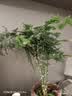 佰花锦新中式文竹桌面盆栽绿植办公室客厅盆景茶台卧室好养绿植花卉植物 精品文竹基地原盆原土X1 20-30cm 实拍图