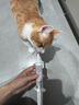 添赐力奶糕猫粮幼猫猫粮蓝猫12月龄乳铁蛋白奶糕猫咪牛初乳免疫粮50g 实拍图
