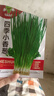 花语笙默四季播种蔬菜种子家庭种菜盆栽田园地栽菜种易种植易生长瓜果菜籽 四季小香葱种子（约1500粒） 原厂封装1袋 实拍图
