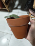红陶花盆绿植盆栽国际盆工厂直销陶瓷花盆多肉育苗盆多肉花盆有孔 9X9cm（不带托盘） 1个装 实拍图