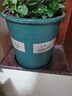 花盆绿植盆栽加厚塑料简约多肉小盆阳台客厅月季玫瑰大号家用花盆 高款1加仑(口径16cm)2个盆 配套托盘 实拍图