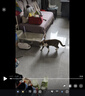 名创优品猫砂木薯猫砂除臭香味猫砂20斤次日达京东自营植物猫砂2.5斤*8包 实拍图