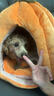 阿柴与猫加厚保暖猫窝冬季猫咪狗狗封闭式南瓜屋安全感宠物睡觉窝四季通用 实拍图
