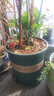 墨斗鱼花盆加仑盆加厚高款3加仑*2多肉绿萝月季盆栽树脂塑料简约带托盘 实拍图