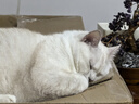 皇家绝育成猫粮 SA37通用粮 1-7岁10KG 实拍图