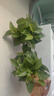 双盟绿萝盆栽除甲醛花卉绿植办公室新房净化空气 120款10盆源头直发 实拍图