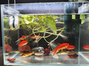 高清热弯浮法透明玻璃鱼缸客厅家用造景装饰生态中小型生态金鱼缸 热弯鱼缸-简易升级套餐 长40*宽23*高25cm 实拍图