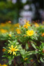 索尼（SONY）FE 50mm F1.4 GM 全画幅大光圈定焦G大师镜头 人像摄影(SEL50F14GM) 实拍图
