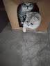 小可爱猫粮桶装5斤成猫幼猫毛球管理猫粮英短折耳消化系统全阶段天然粮 毛球管理猫粮2.5kg 实拍图