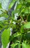 勇冠6%联菊啶虫脒联苯菊酯蔬菜果树腻蜜黑飞白粉虱跳甲农药广谱杀虫剂 实拍图