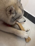 憨憨乐园狗狗磨牙棒宠物狗咬胶狗零食泰迪金毛成犬幼犬磨牙骨头10寸咬胶 实拍图