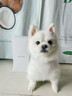 HELLOJOY宠物吹风机吹水机泰迪比熊卷毛犬狗狗拉毛吹梳一体神器用品 实拍图