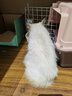 卫仕宠物亲和配方羊奶粉400g新生幼犬猫咪狗狗通用发情期术后营养补充 实拍图