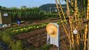 村田稻夫 水管 水管软管 塑料家用浇花浇菜透明防冻自来水蛇皮管软pvc水管 黑红色6分30米 蛇皮管 实拍图