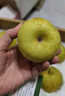 京地达梨砀山翠玉梨翠冠梨新鲜香梨子水果净重8.8斤单果250g+源头直发 实拍图