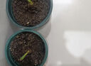 花盆绿植盆栽加厚塑料简约多肉小盆阳台客厅月季玫瑰大号家用花盆 矮款0.5加仑(口径10cm)1个盆 不带托盘 实拍图