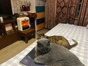 OGNAL【英国进口】石墨烯踢脚线取暖器 暖风机电暖器电暖气全屋升温家用大面积50平方速热节能省电 【巨省电丨1秒瞬热】米白色 石墨烯速热36°丨ECO节能省电0.1元/小时 实拍图