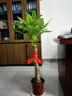发财树大型绿植室内客厅花卉大盆栽落地办公室摆件阳台放轻松植物 【独杆】1-1.2m 原盆 实拍图