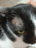 皇家猫粮挑嘴成猫粮全价营养成猫猫粮通用粮 送猫砂罐头 EF38【肠道口感香味三合一】20kg 实拍图