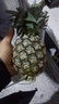 广东徐闻香水菠萝新鲜水果生鲜热带孕妇水果整箱包邮 【限时低价】1个装  单果650g起 实拍图