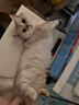 LEGENDSANDY蓝氏全价猫粮生骨肉冻干成猫幼猫猎鸟乳鸽9kg(1.5kg*6) 实拍图