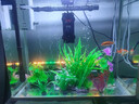 鱼缸仿真水草造景套装水族箱布景装饰摆件假植塑料假水草鱼缸装饰 仿真水草10款【随机款式10款】 3-30cm组合景观 晒单实拍图