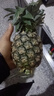 广东徐闻香水菠萝新鲜水果生鲜热带孕妇水果整箱包邮 【限时低价】1个装  单果650g起 实拍图