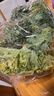 羽衣甘蓝新鲜生鲜蔬菜嫩叶甘兰芥蓝西餐沙拉榨汁减肥减脂 羽衣甘蓝闺蜜2斤装 实拍图