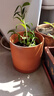 花盆 陶土红陶花盆圆柱形带托盘多肉绿萝简约鲜栽仙人掌陶瓷泥瓦 大号带托盘【16.6x16.6】 红陶 实拍图