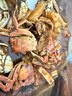 【活蟹】阳澄联合鲜活大闸蟹现货全母2.5-2.8两 12只生鲜螃蟹大只去绳足重海鲜礼盒 实拍图