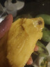 甜萌果蔬芒果金煌芒水仙芒果青皮大芒果甜心芒海南新鲜水果次日孕妇达送礼 星耀级｜单果400g+【精品果】 3斤装【尝鲜贵运费】净2.5斤 实拍图