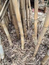 除竹子的药烂根粉环竹根连根烂灭竹王户外装备竹子专用药 发三瓶【1500ml三斤装】两瓶价格 实拍图