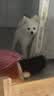HKML狗狗厕所小型犬专用宠物用品狗便盆尿盆鹦鹉站架喂食排便桌面训练 绅士灰小号：40x30x11cm 实拍图