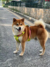 冠能狗粮消化舒适成犬狗粮全价2.5kg 天然益生元配方 改善肠胃敏感 实拍图