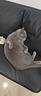 好之味鱼肉海藻软磷脂配方优质蛋白易于消化全价成猫粮10kg全猫种通用 实拍图