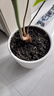 德沃多稻壳炭5L盆栽植物花肥料透气调节土壤酸碱种植土通用营养土基质土 实拍图