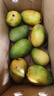 【花皮介意慎拍】正宗新鲜芒果软糯香甜现摘时令水果半熟发货 4个装【单果100g+】台芒 实拍图