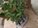 清韵伊人 月季花树苗爬藤当年开花月季花苗特大花盆栽地载庭院蔷薇 天方夜谭【不爬藤】 实拍图