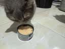 维倍思VET'SBEST绿十字猫罐头排毛化毛猫咪零食成猫补水鸡肉主食罐头85g 实拍图