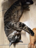 华元宠具全猫薄荷猫玩具鱼小猫幼猫自嗨解闷猫咬磨牙猫猫消耗体力猫咪用品 实拍图